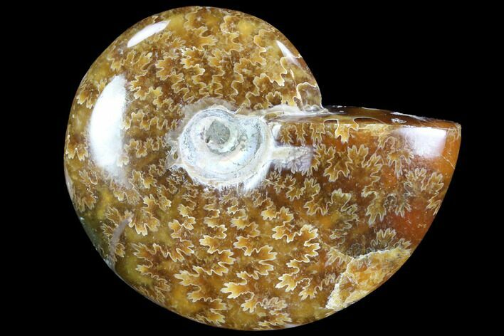 Bargain,  Polished, Agatized Ammonite (Cleoniceras) - Madagascar #88109